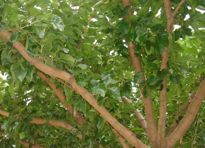 Εμφανίστηκε στον Άλιμο ένα ξυλοφάγο έντομο που πλήττει τις μουριές
