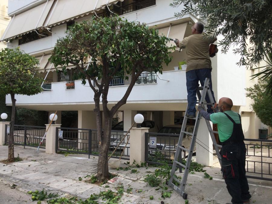 Καλλωπισμός στις νεραντζιές του Καλαμακίου