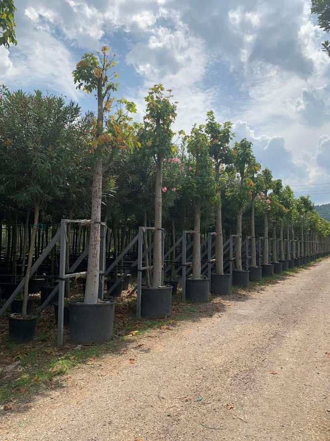 2.684 δέντρα θα φυτευτούν στον δήμο Βάρης Βούλας Βουλιαγμένης