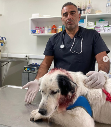 Παλαιό Φάληρο: Πυροβόλησαν με αεροβόλο σκύλο που καθόταν σε αυλή σπιτιού