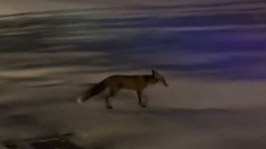 Γλυφάδα: Έβγαλε βόλτα τον σκύλο του και πέτυχε μία αλεπού να «κόβει βόλτες»