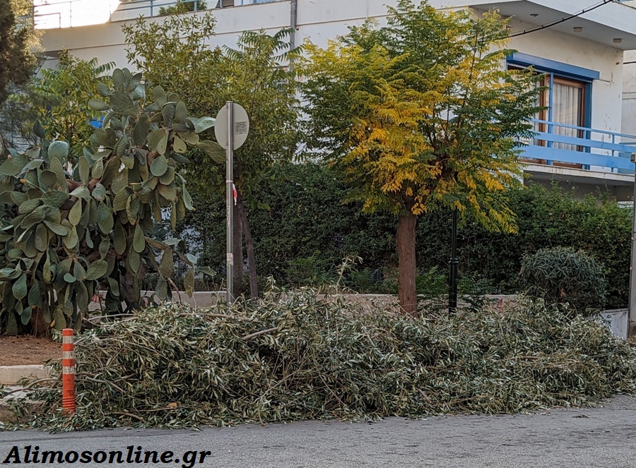 Για ακόμα μία χρονιά ο Δήμος Αλίμου μαζεύει τις ελιές της πόλης και το λάδι θα παραδοθεί στο Κοινωνικό Παντοπωλείο