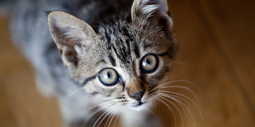 Άγιος Δημήτριος: Γάτα βρέθηκε απαγχονισμένη με αυτοσχέδια θηλιά