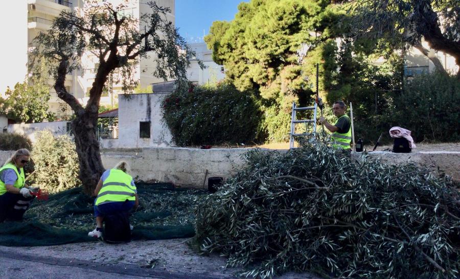Σε 400 οικογένειες του Αλίμου θα μοιραστεί το λάδι από το λιομάζωμα