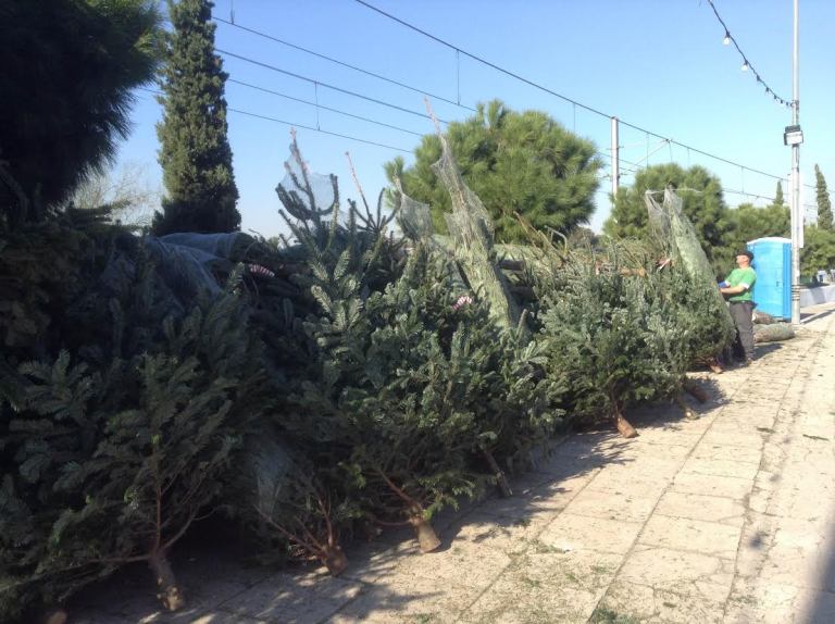 Τα έλατα πήραν τη θέση τους στη λεωφόρο Ποσειδώνος