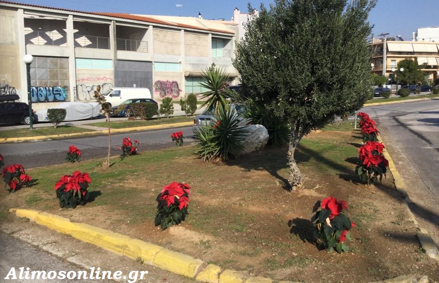 Τα όμορφα Αλεξανδρινά που φέρνουν γιορτινό κλίμα στους δρόμους της πόλης