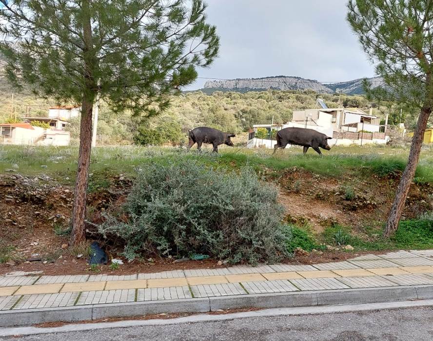 Αγριογούρουνα έκαναν την εμφάνισή τους στην Άνω Γλυφάδα
