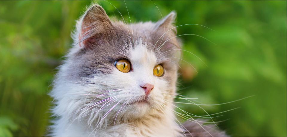 Ζωοφιλική Ένωση Ηλιούπολης: Ημέρα Υιοθεσίας Γάτας
