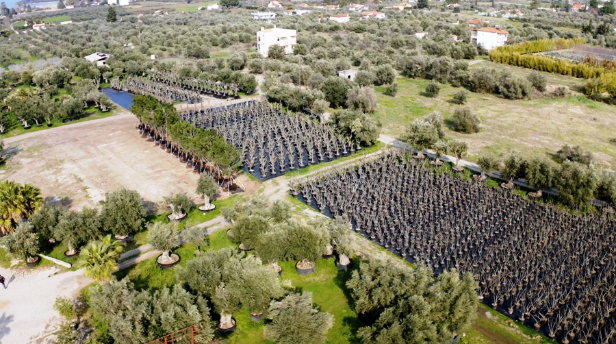 Γιγάντια επιχείρηση μεταφύτευσης 3.000 δέντρων στο Ελληνικό