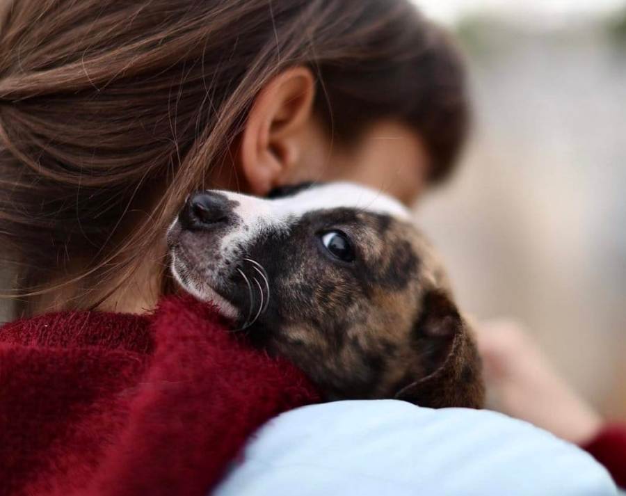 Δωρεάν τοποθέτηση microchip από τον Δήμο Γλυφάδας στους σκύλους κατοίκων που ανήκουν στις ευάλωτες κοινωνικές ομάδες
