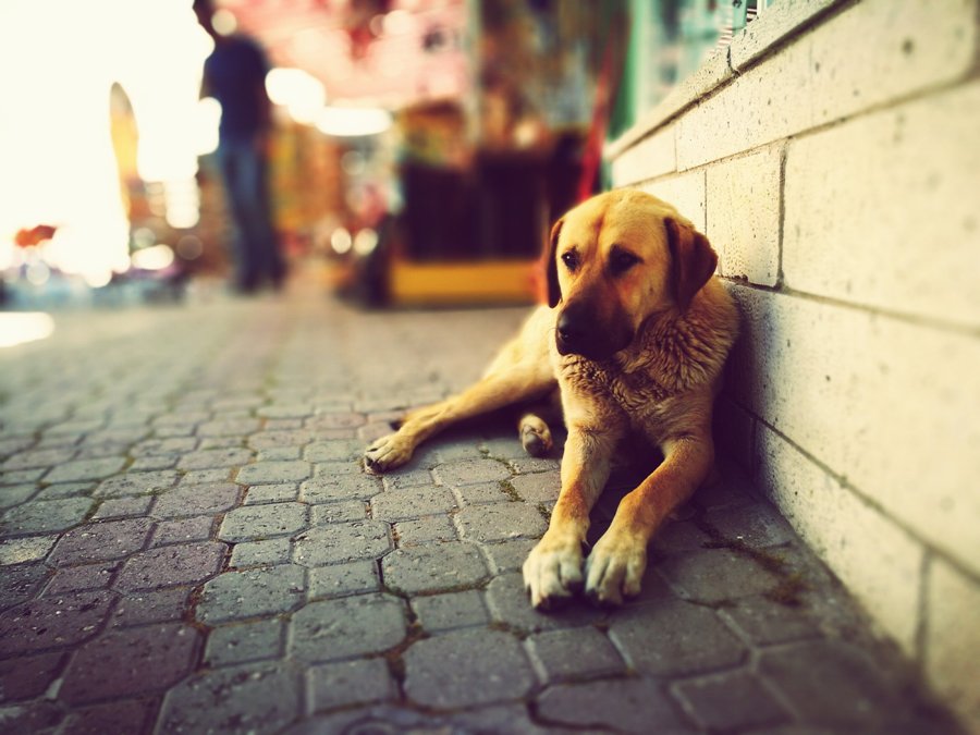 Γλυφάδα: Ένα ακόμα ραντεβού υιοθεσίας σκύλων