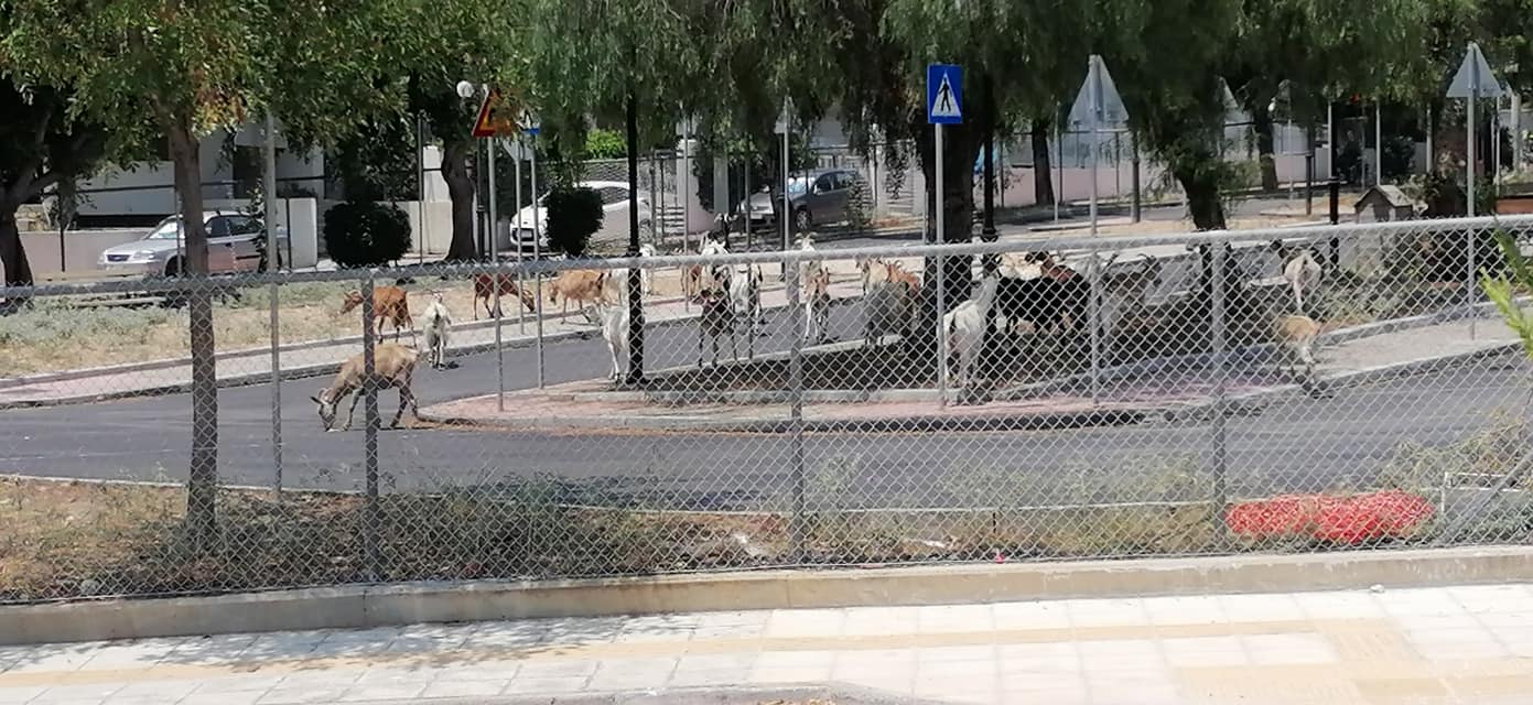 Πώς βρέθηκαν οι κατσίκες στο  Πάρκο Κυκλοφοριακής Αγωγής στον Άλιμο