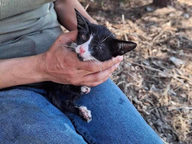Εθελοντές απεγκλωβίσαν γατάκι από αγωγό ομβρίων στην Άνω Ηλιούπολη