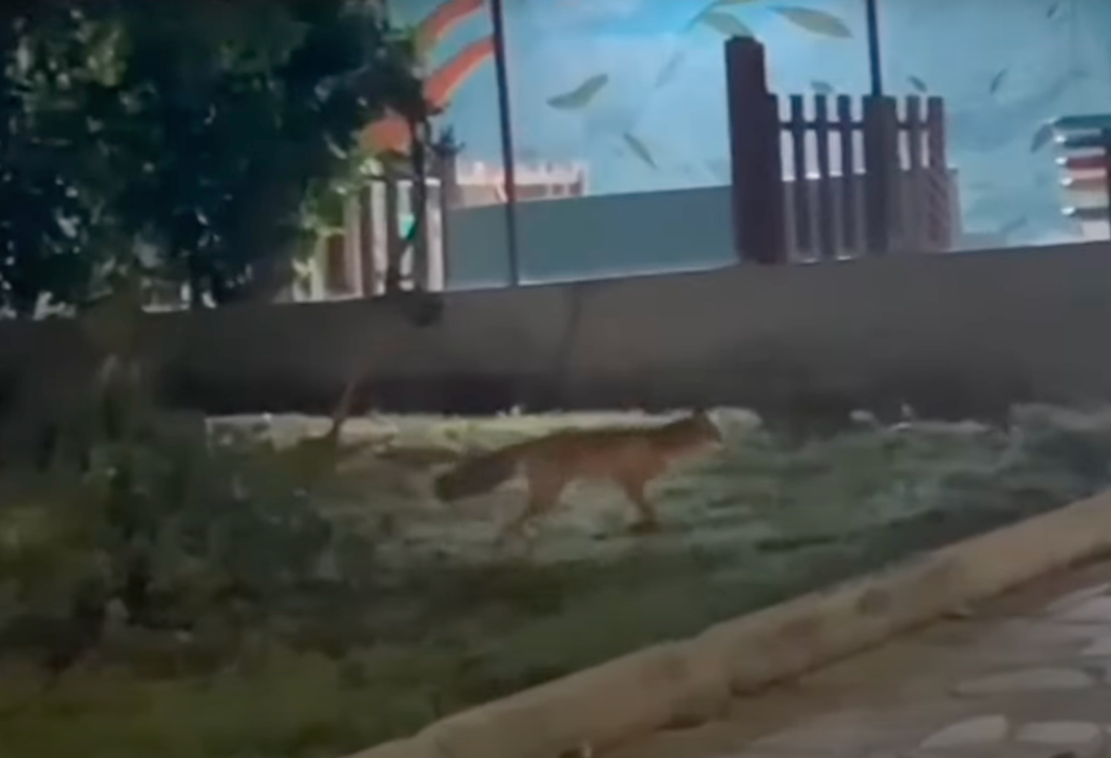 Αλεπού εμφανίστηκε να κάνει βόλτα στην Επτανήσου