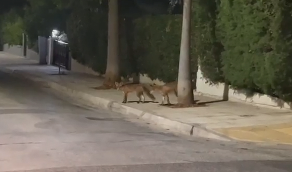 Νέες αλεπουδίτσες «έκαναν τη βόλτα τους» σε δρόμους του Καλαμακίου