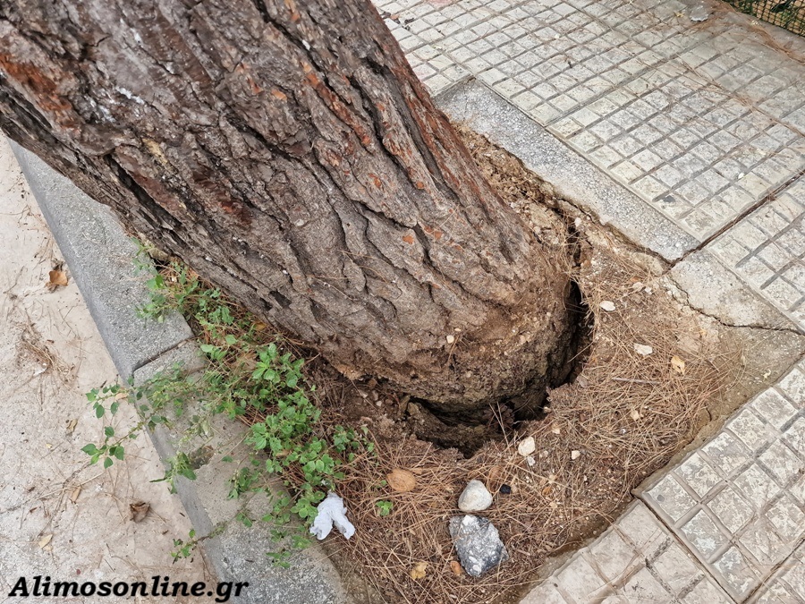 Ξεριζώθηκε δέντρο στο Καλαμάκι – Κλειστός αυτή την ώρα ο δρόμος