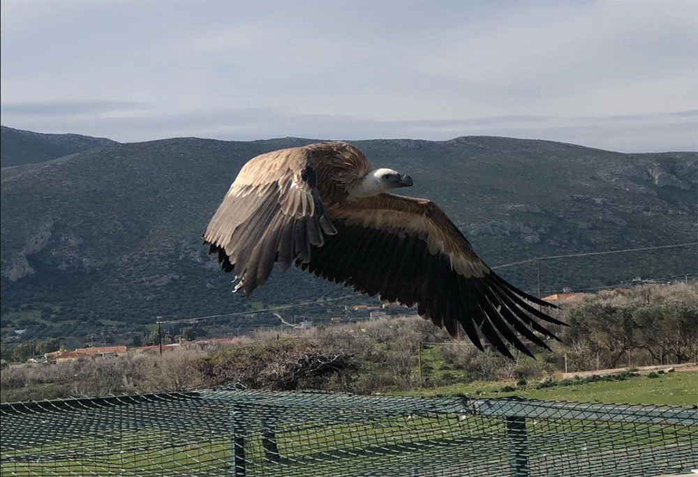 Η ετήσια επίσκεψη ενός γύπα στο κέντρο περίθαλψης του δήμου Σαρωνικού