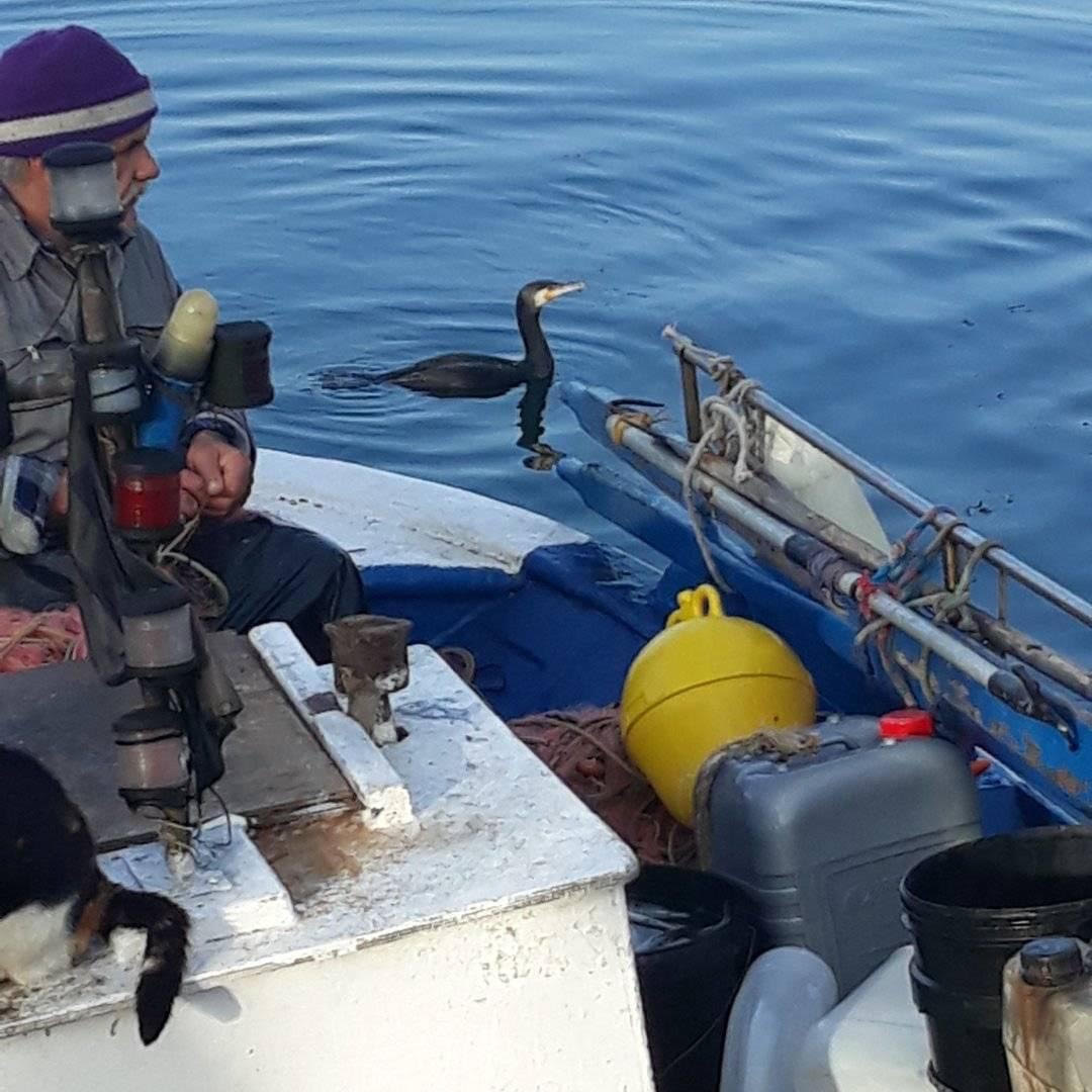 Oι κορμοράνοι της Μαρίνας Αλίμου