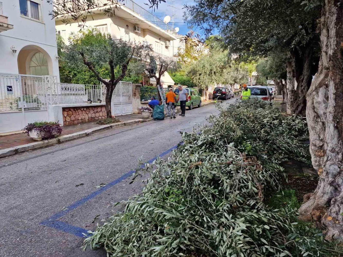 Και φέτος ο Δήμος Αλίμου μαζεύει τις ελιές της πόλης και το λάδι θα παραδοθεί στο Κοινωνικό Παντοπωλείο