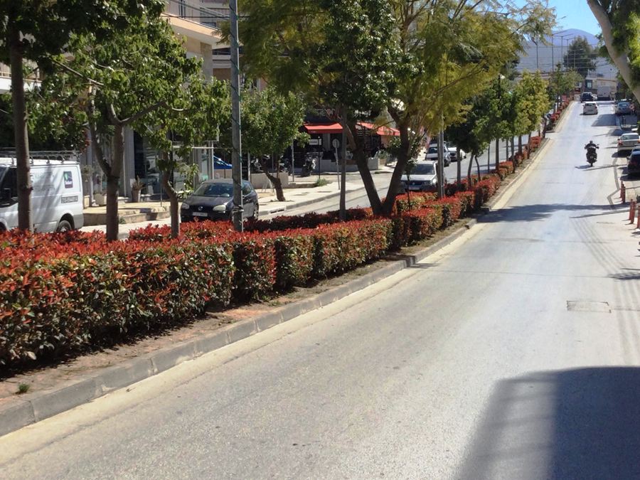 H άνοιξη έρχεται - «Κοκκίνισε» η Θεομήτορος