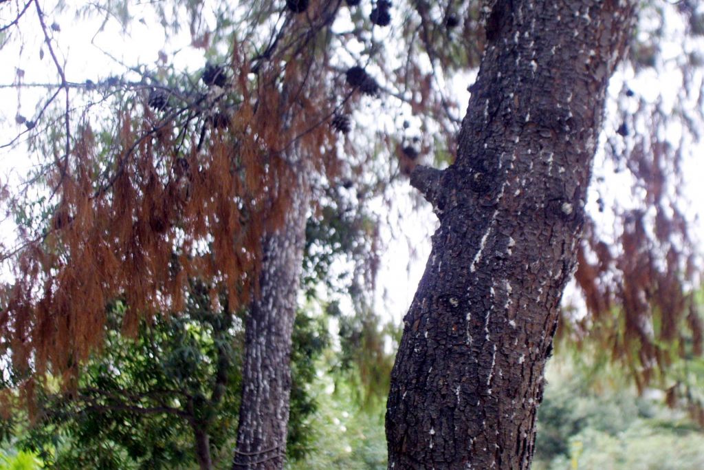 Aργυρούπολη: Πτώση πεύκου - Διεκόπη το ρεύμα
