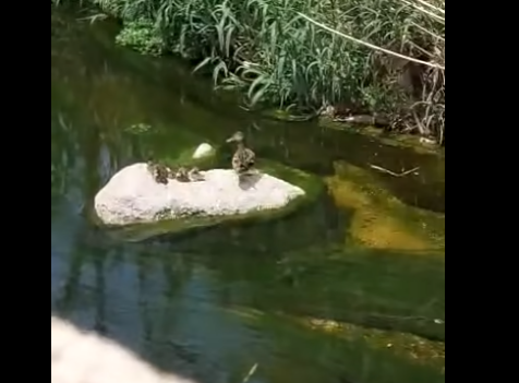 Μία πάπια με τα μικρά της στο ρέμα Πικροδάφνης