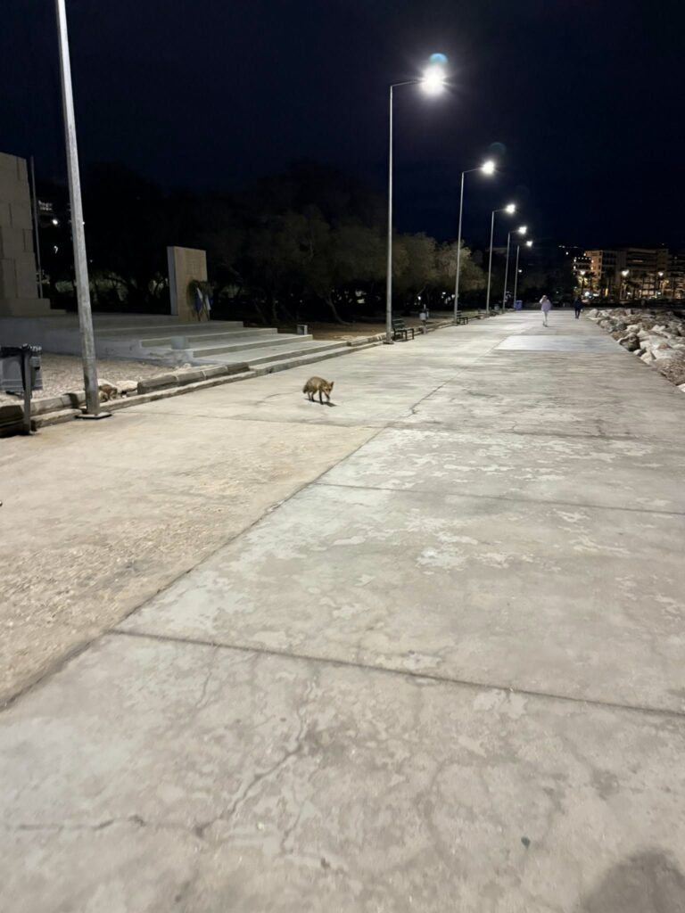 Παλαιό Φάληρο: Αλεπούδες έκαναν την εμφάνισή τους στην παραλία