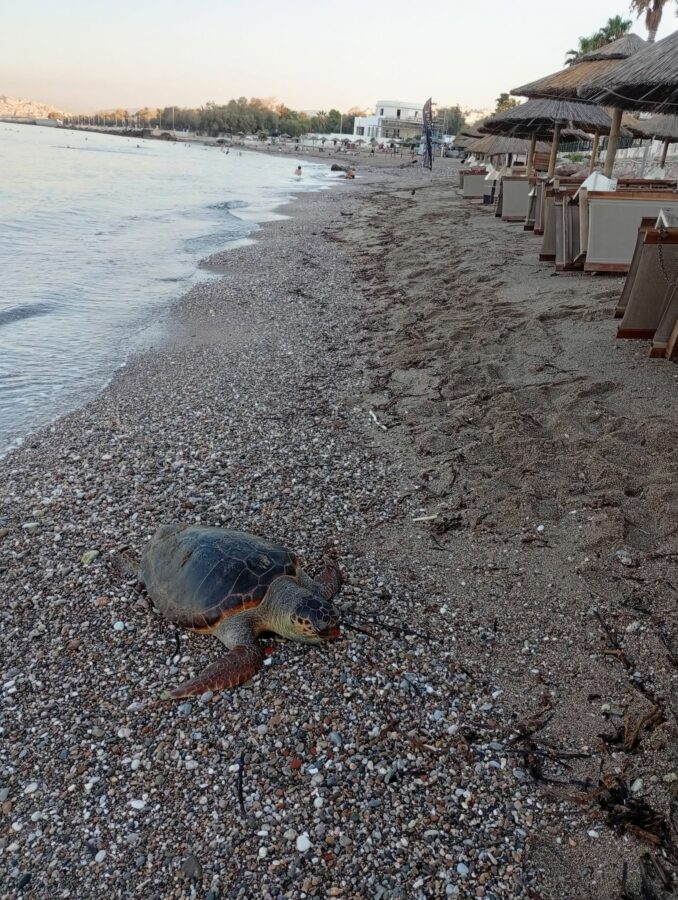 Π. Φάληρο: Νεκρή χελώνα εντοπίστηκε στην αμμουδιά