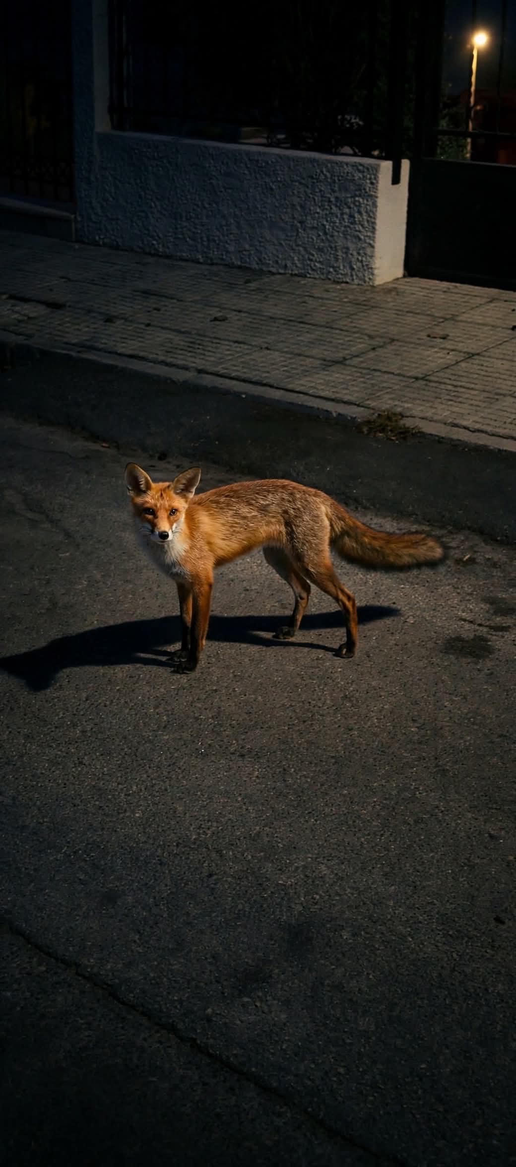 Αλεπού έκανε βόλτα στο Άνω Καλαμάκι