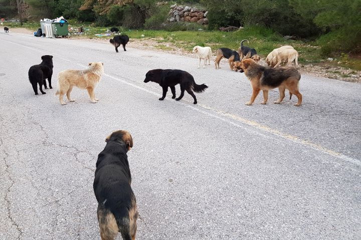 Aγέλη σκύλων εντοπίστηκε στην Άνω Γλυφάδα